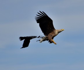 Eagle and Raven