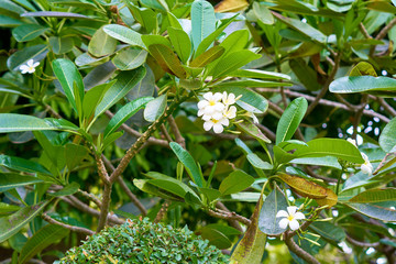 Tropical tree. Abstract nature background.