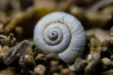 caracol seco
