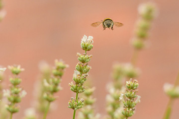 Eine Hummel fliegt an einer Blüte vorbei