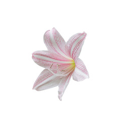 Pink lilly star flowers on white background.