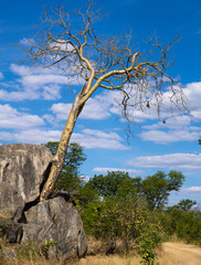 tree on the rock