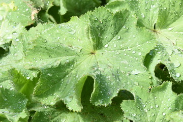 raindrops on a lady's mantle in a city garden