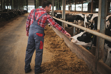 Farmer in a cowshed on a dairy farm.