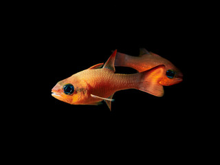 Red fish on a black background