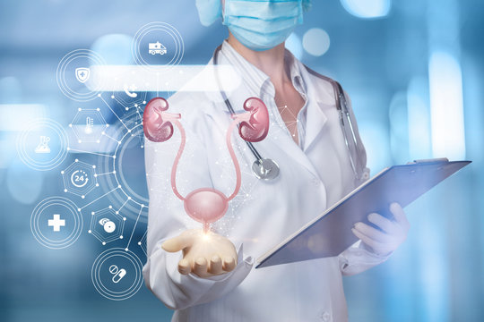 A health worker demonstrates the urinary system .