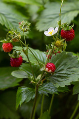Berries of wild fragaria in forest, natural green background