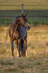 Ein braunes Pferd steht auf einer Weide