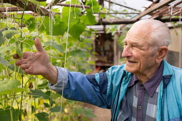 Agriculture, farming and gardening concept. Old senior man holding and checking cucumber at farm greenhouse