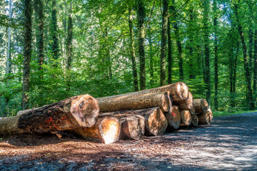 Gesägte und markierte Baumstämme im Wald