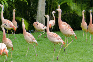 Flamingos