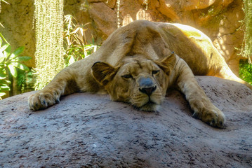 Naklejka na ściany i meble Lion sleeping on a rock