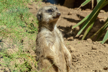 Suricate standing up