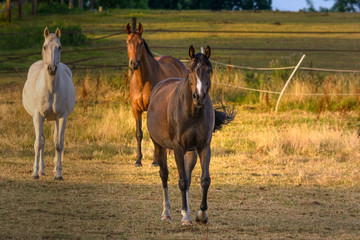 Pferde im Morgenlicht auf einer Koppel