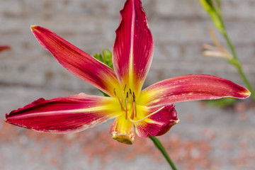 Flowering Day-lily flowers (Hemerocallis flower), closeup in the sunny day. Hemerocallis fulva. The beauty of decorative flower in garden .Soft focus