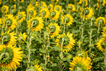 A sunflower field in the whole frame with sunflowers with heads turned around from the camera. Concept.