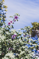 Obraz premium hibiscus syriacus althea rose of sharon flower (also called aphhrodite hibiscus) tree shot on a sunny morning