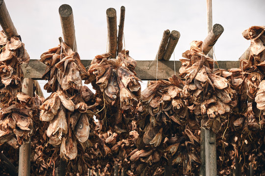 hjell Stockfish in lofoten traditional drying outdoor