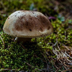 Boletus edulis edible mushroom in the forest