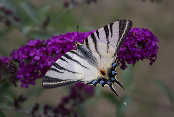 Motyl Paź Żeglarz ( Iphiclides podalirius )
