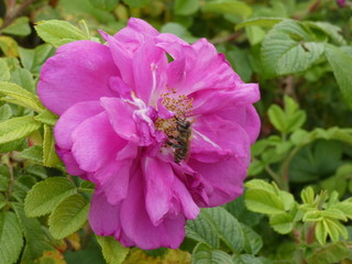 róża z pszczoła