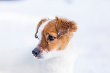 cute small dog playing at the mountain in snow and looking at the camera. Pets outdoors in winter. close up