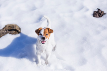 cute small dog playing at the mountain in snow and looking at the camera. Pets outdoors in winter. Sunny weather