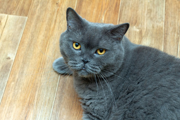 Gray Scottish Straight cat with orange eyes lying on the floor
