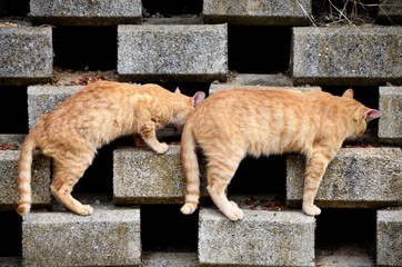 Stray cats eating on stones