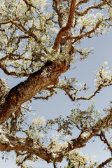 Fototapeta na wymiar tree trunks stretch to the sky