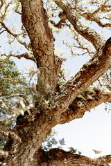 tree trunks stretch to the sky
