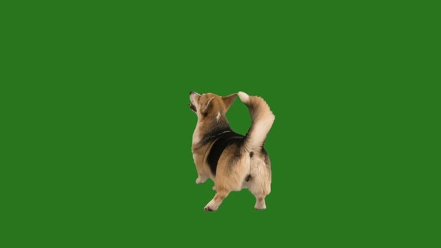 dog dancing on a green screen