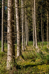 Fototapeta premium Aufforsten im Wald