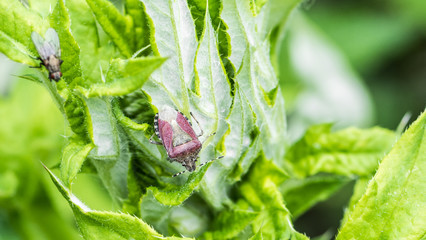 Punaise des bois - Bugs