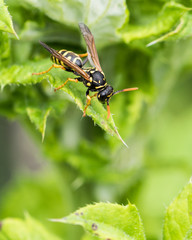 Guêpe  -  Wasp