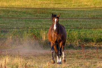 Ein galoppierendes Pferd auf einer Weide