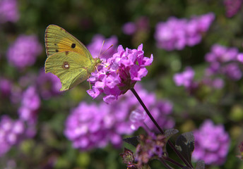butterfly on a flower