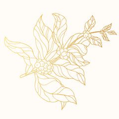 Golden ornate coffee branch with leaves and beans. Gold vintage botanical plant. Vector isolated illustration.