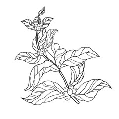 Coffee branch with vintage leaves and beans. Ornate floral design plant. Vector isolated illustration.