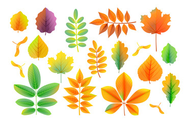 Vector cartoon style colorful autumn leaves collection