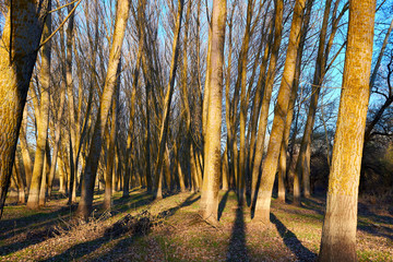Trunks of poplar trees at sunset in early spring or autumn