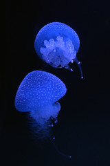 White-spotted jellyfish swimming