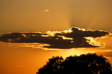Sunset behind a cloud and silhouette of a tree