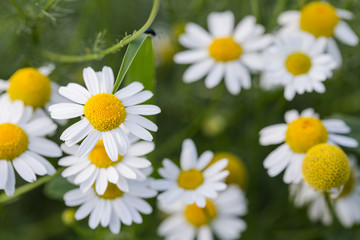 Fototapeta premium Tripleurospermum inodorum, wild chamomile, mayweed, false chamomile, and Baldr's brow, is the type species of Tripleurospermum. 