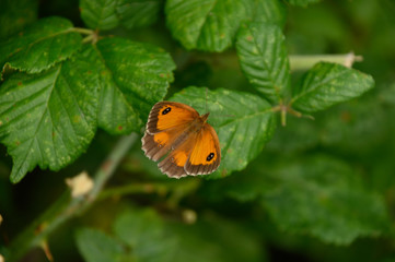 Gatekeeper butterfly
