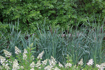 Reeds or Scirpus. Genus of perennial and annual plants of the Cyperaceae family