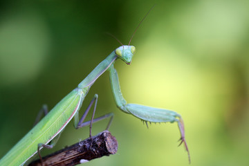 The European Mantis is an invasive species that enters Europe