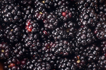 Background from fresh Blackberries.