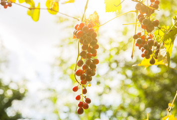 Purple ripe grapes near the house. Wine making. Autumn day on farm yard. Harvest time. Ecological fruit for vegans. Yellow leaves in the sun beams.