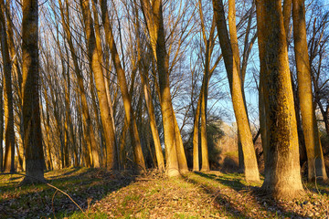 Obraz premium Trunks of poplar trees at sunset in early spring or autumn